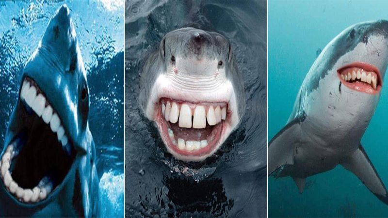 The Human-Like Teeth in Sharks: A Fascinating Imagination