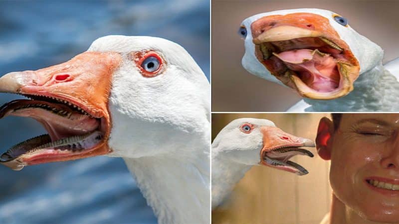 Jaws of Death: A Startling Revelation about Geese