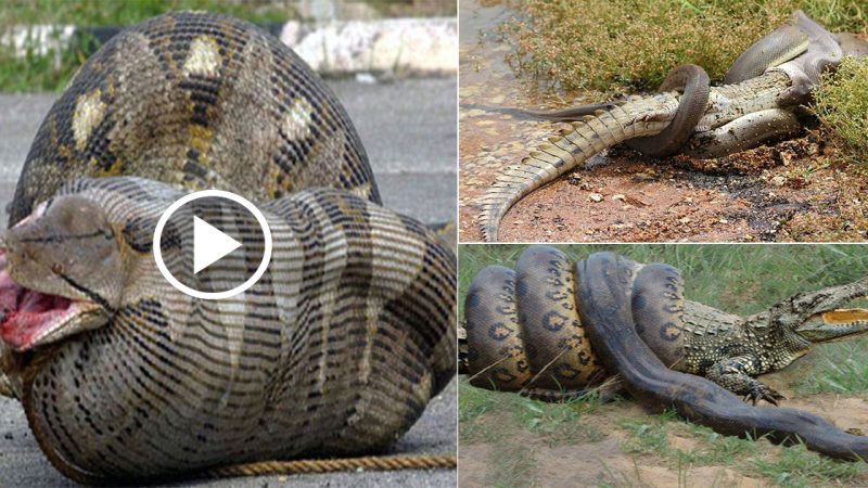 Horrified! It turns out that this is how pythons digest alligators in their stomachs