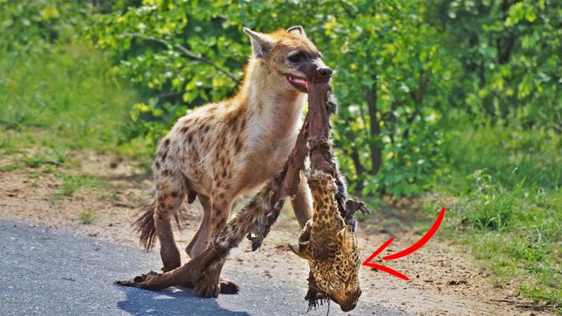 Hungry Hyena Clan Eat Leopard