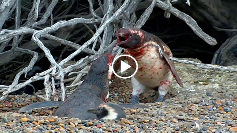 Penguin fight sends Twitter into a frenzy