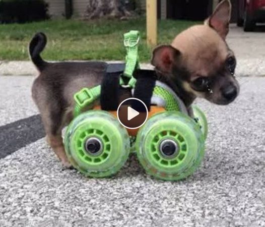 The little dog was born with a disability, but despite this, he has an incredible determination to keep living.