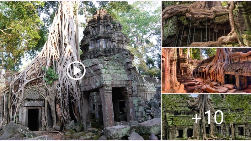 The Enchanting Beauty Tree Root Temple Embraced by Strangler Figs