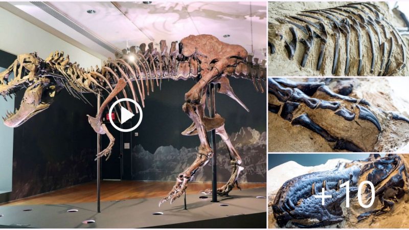 World’s first 100% complete T-rex skeleton found locked in battle with a Triceratops