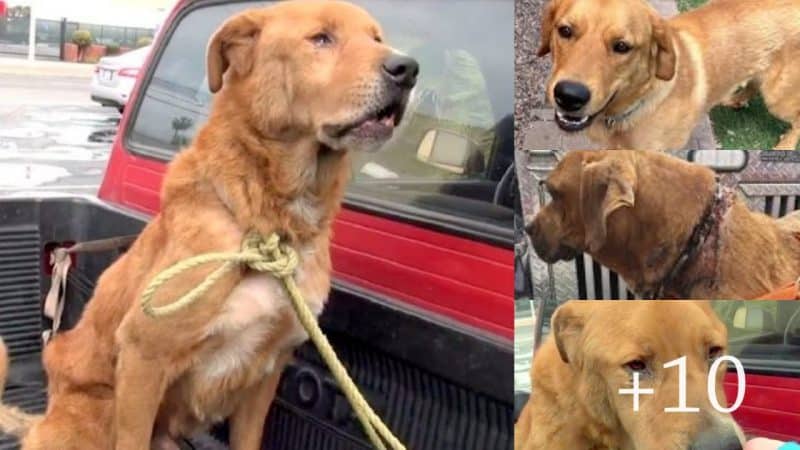 Heartbreaking Discovery: Abandoned Senior Dog Found Lonely and Despairing on the Streets