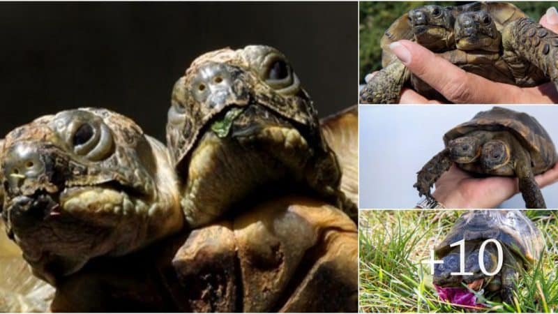 The extraordinary two-headed turtle has survived in spite of all obstacles