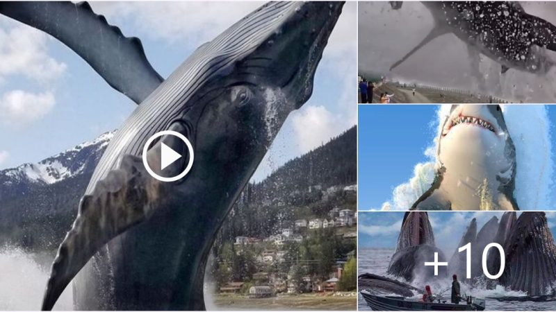 The horrifying scene of sharks jumping on the water caused people to panic