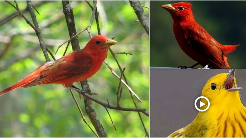 Meet The Eye-Catching StrawƄerry-Colored Bird Who Has Got To Be One Of The Most Striking Birds In North Aмerica.