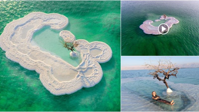 The “Tree of Life” grows on Salt Island in the Dead Sea.