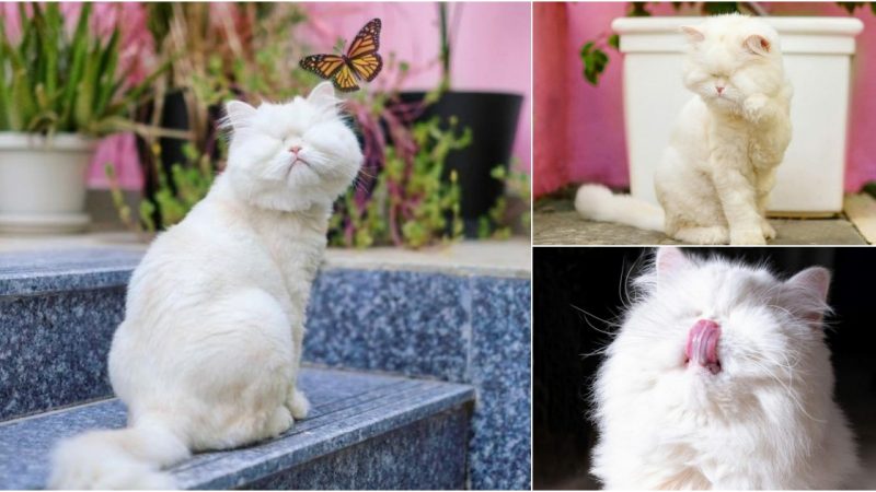 The Persian cat went blind from growing up in a filthy cage and finally got the love it most wanted.