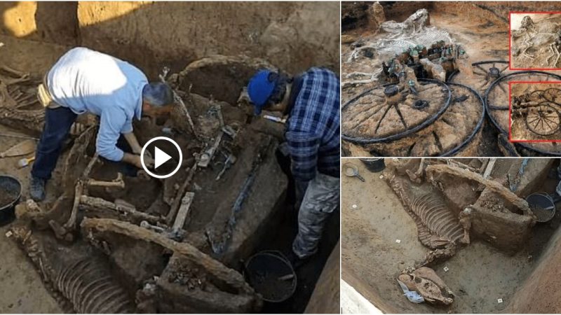 Ancient Splendor Unearthed: Remarkable Roman Chariot and Horse Fossils Reveal Intriguing Rite of a Wealthy Family in Croatia.