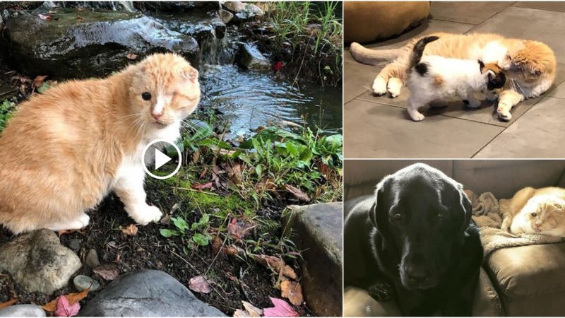 Man Stumbled Upon Neglected One-Eyed Cat And Decided To Bring Him Home.