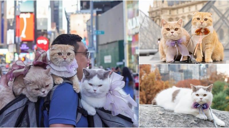 “Feline Adventures: The Cat Dad Who Traveled the World with His Three Cats and Made Headlines”.