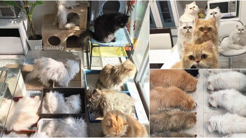 Adventures of a Feline Enthusiast: My Life with a Dozen Cats.