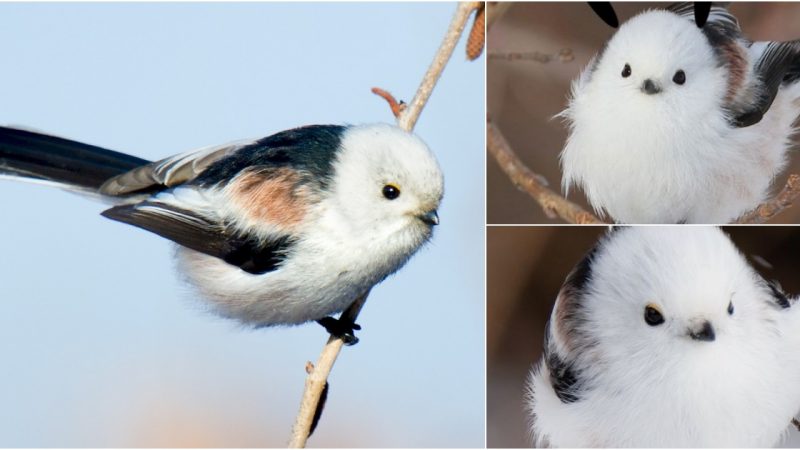 A Snowy Encounter: The Long-Tailed Tit of Northern Europe and Scandinavia