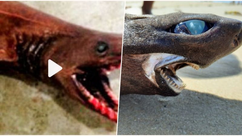 Something out of ‘Alien’: Rare frilled shark caught off Australian coast