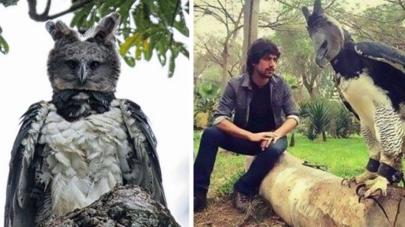 The World’s Largest Eagles: Harpy Eagles