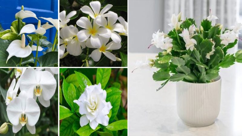 20 Indoor Houseplants With Beautiful White Flowers