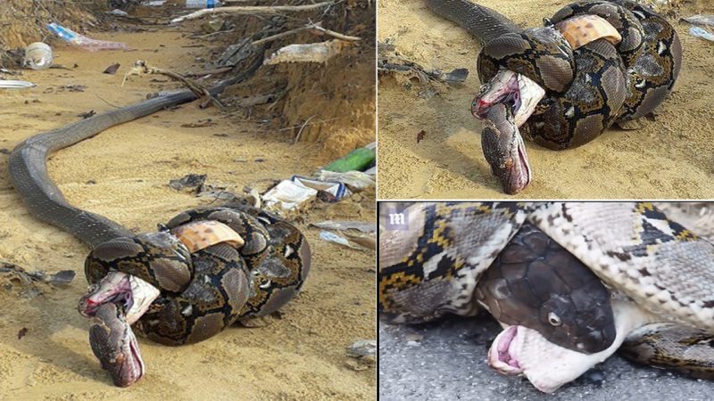 The deadly embrace of the king cobra and the python