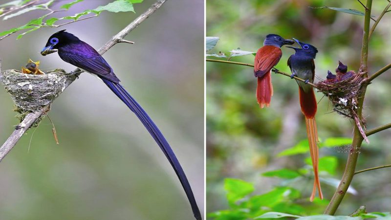 Blyth’s Paradise Flycatcher.The Parents and their Juveniles.