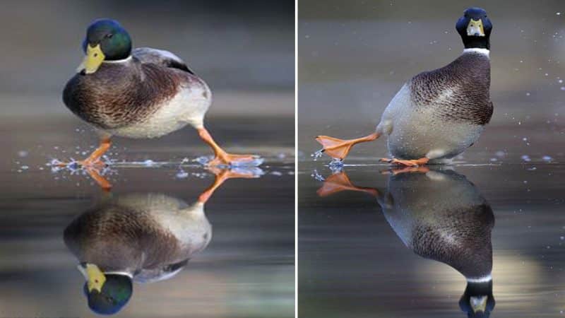 the Mallard may not be known for its stand-up comedy routine