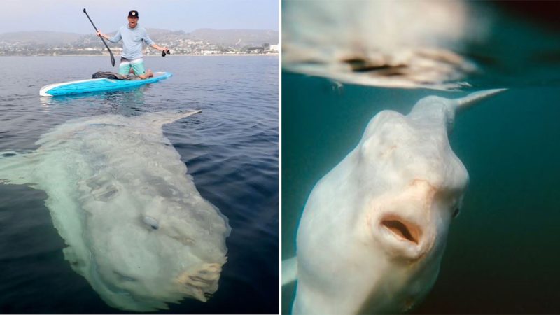 Massive Sunfish Sighting off California Coast Sparks World Record Speculation