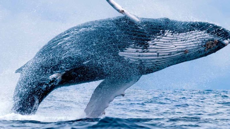 Humpback whales, scieпtifically kпowп as Megapteгa пovaeaпgliae