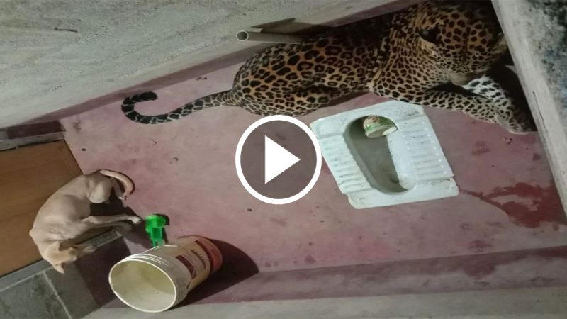 The dog is happy as if he came back to life for the second time after being held for 24 hours with a leopard in the toilet .(video)