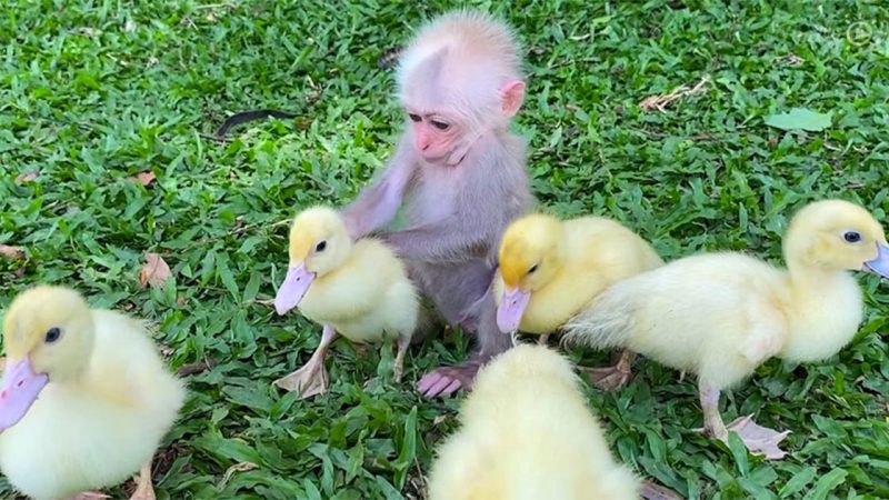 Sweet Baby Monkey Loves Looking After His Own Little Family Of Ducklings