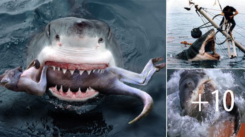 Great white sharks in Australia and the danger