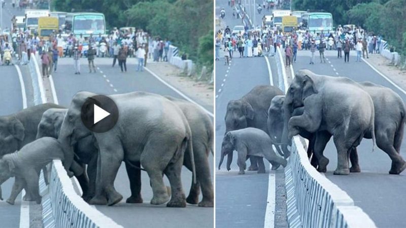 Heartwarming Encounter on the Street: Protecting Mother Elephant to Stop Traffic and Ensure Safe Journey for Her Baby