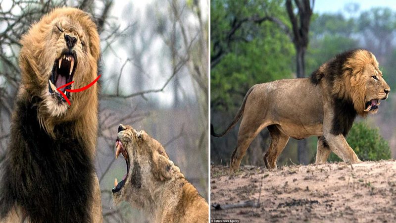 In a battle with a female lioness and her pride at Kruger National Park in South Africa, a brave male lion suffered a broken fang.