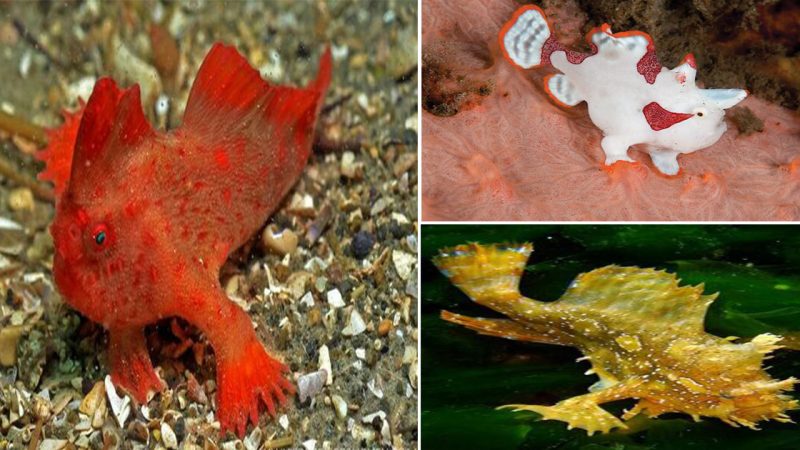 Ce poisson qui marche au lieu de nager est le handfish