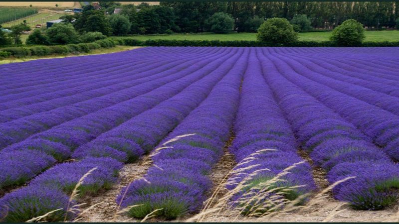 15 Stunning Photos of Lavender Fields Around the World