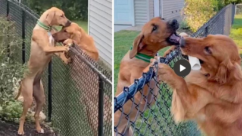 A Love Beyond Words: Heartrending Image of a Devoted Dog Visiting His Ailing Mate Touches Hearts and Brings Tears