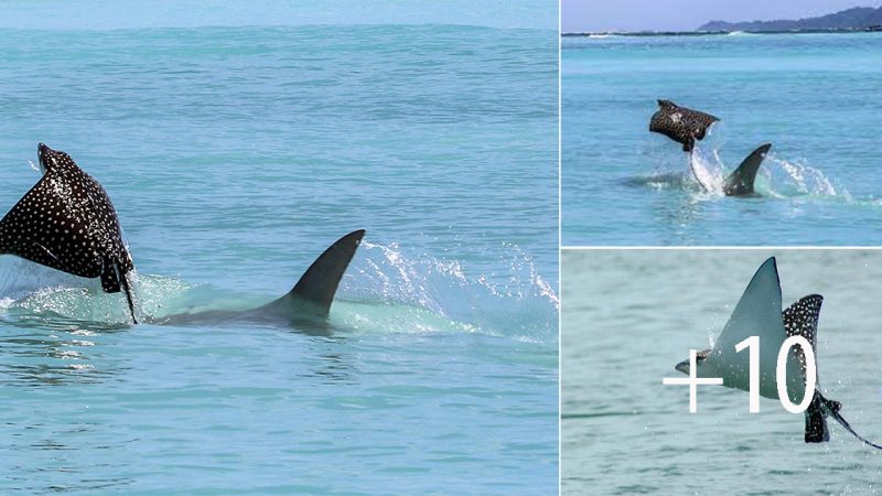 Incredible Moment Eagle Ray Leaps Into the Air to Escape Hammerhead Shark