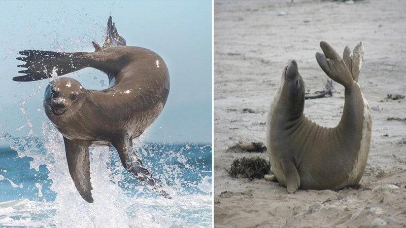 The Irresistible Cuteness of Manatees