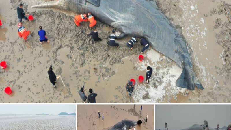 10-Ton Whale Rescued After 20-Hour Stranded Mission