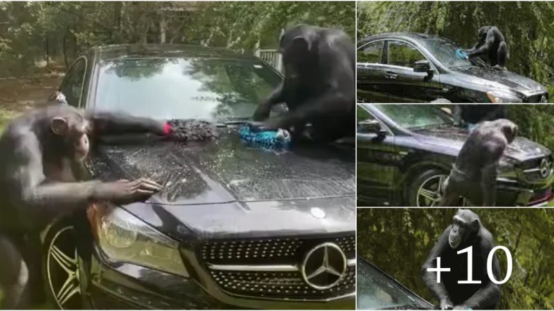 Accidentally parked a car washed for free by two chimpanzees