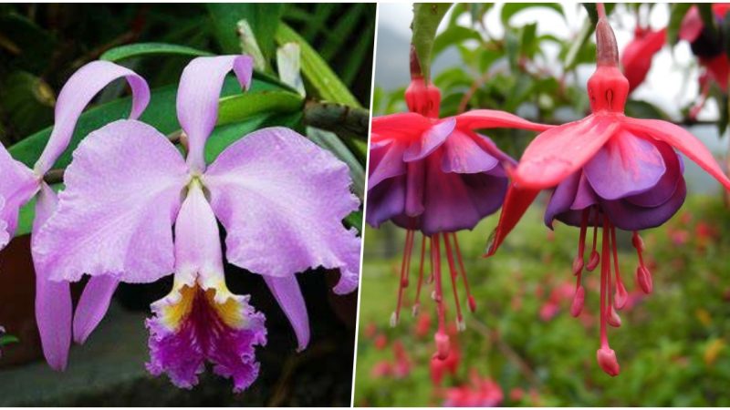 Enigmatic Blossoms: Exploring the Allure of Rare and Mysterious Flowers