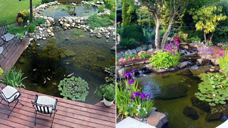 18 Enchanting Ponds and Water Gardens to Transform Your Backyard