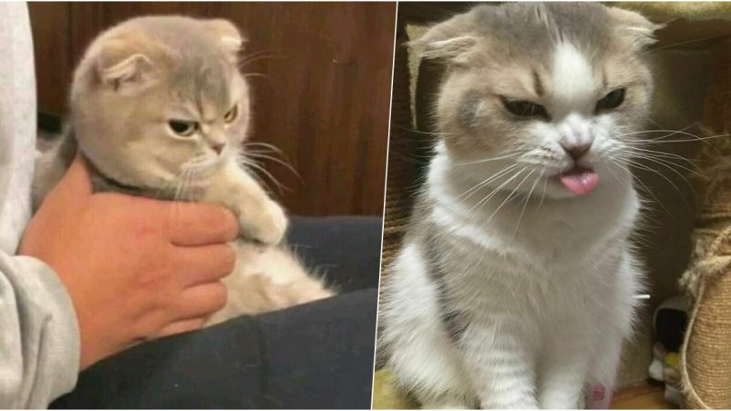 Cats with angry faces are super cute.