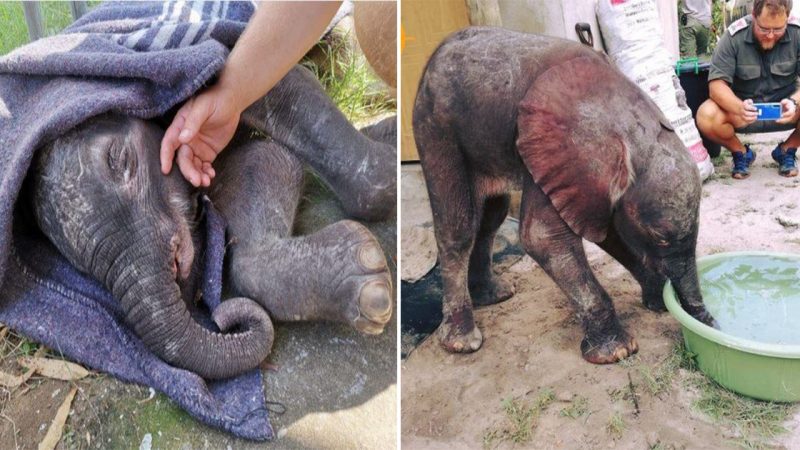 Rescued Baby Elephant’s Condition Stabilized, Awaits Permits for Transfer to Care Center