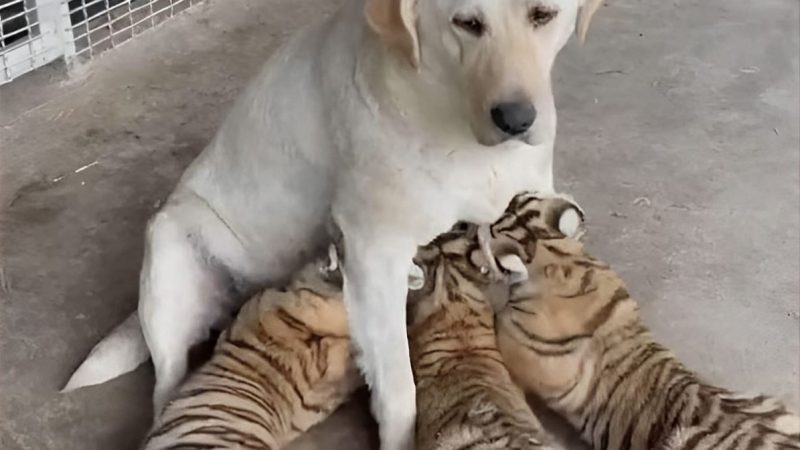 Tiger cubs “have no mother”, Labrador dog reluctantly becomes a mother, the ending is surprising and heartwarming