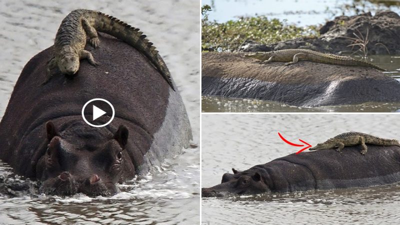 Moment of Hilarity: A Newborn Crocodile Mistakenly Thought a Big Hippo Was a Rock