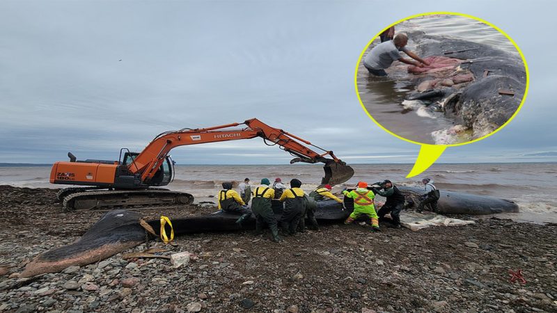 More than 330 pounds of GARBAGE is found in the stomach of whale that died ‘a slow and painful death’ on the shores of Nova Scotia