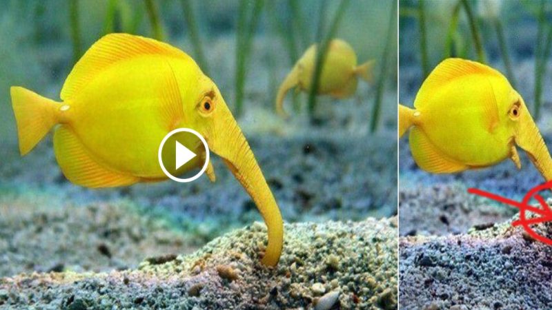 Rare Elephant Fish: Extremely rare fish that you may not know