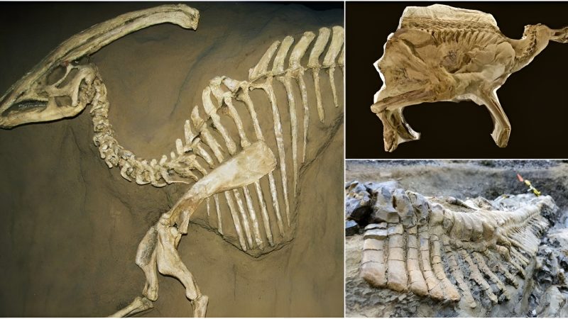 Fossilized Duck-Billed Dinosaur with Skin Unearthed in Sakha, Turkey