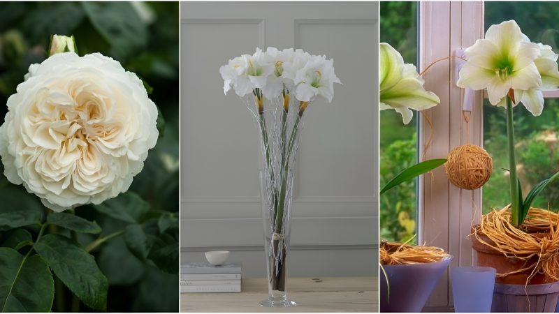 Learn about 20 beautiful indoor white flowers