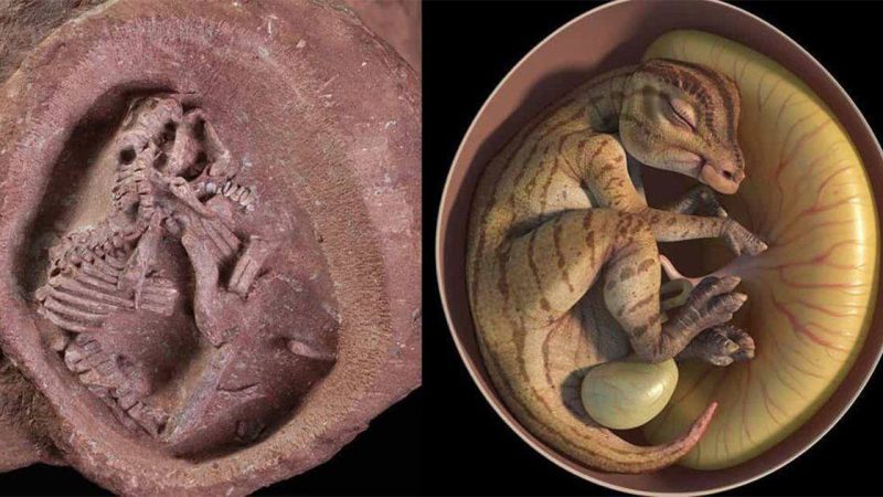 72-Million-Year-Old Perfectly Preserved Dinosaur Embryo Discovered Inside a Fossilized Egg in China